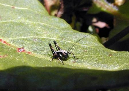 x6.jpg ���猳��