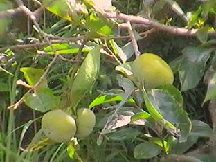 �`�i���łցj