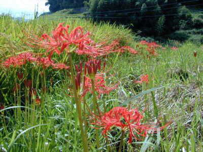 �ފ݉ԁi���łցj