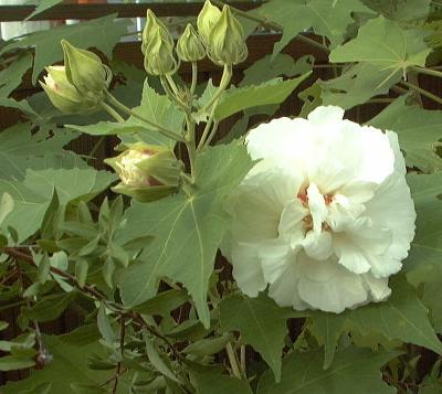 �����u�i���łցj